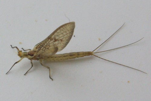 Ephemera danica - Grande Mouche de mai 4 - Brenne08.jpg